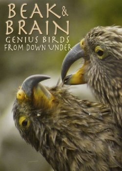 Beak & Brain - Genius Birds from Down Under-hd